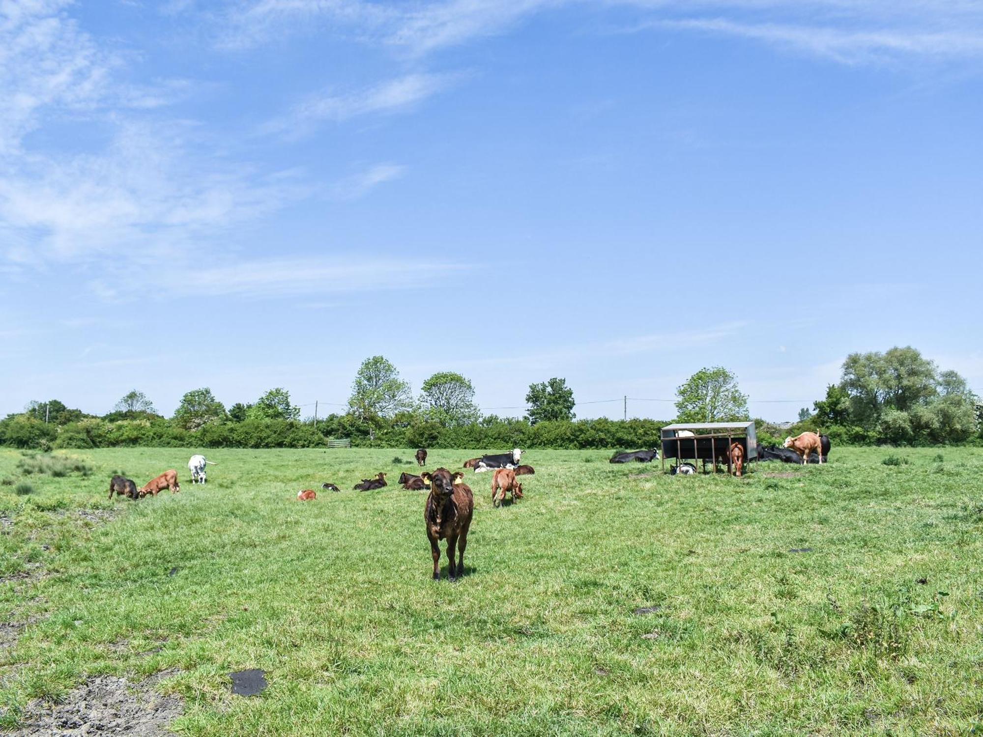Green Acre Farm Ely Extérieur photo